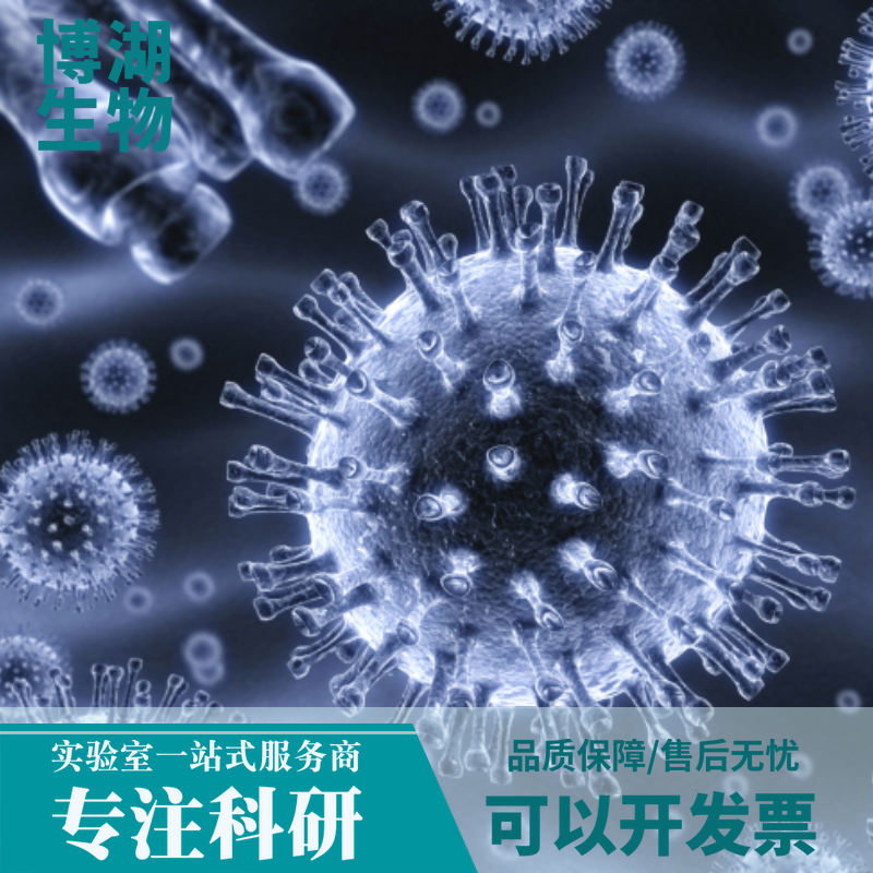 LXF-289人非小细胞肺癌细胞