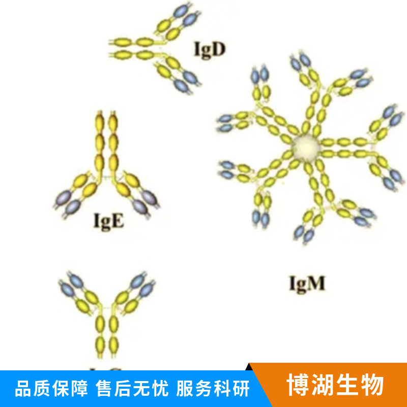 Ⅲ型纤维连接蛋白域蛋白2/5抗体