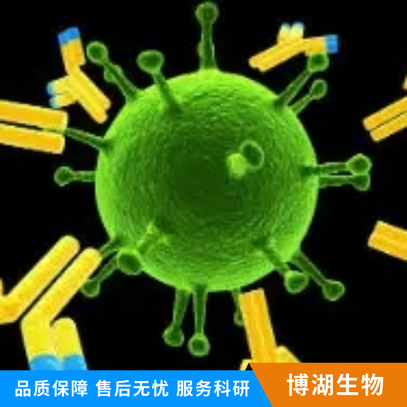 5-羟色胺转运蛋白抗体