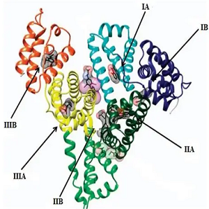Aminopterin-HSA，氨基蝶呤-人血清白蛋白偶联物
