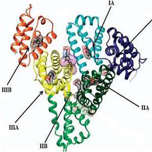 Daunorubicin-HSA，柔红霉素-人血清白蛋白偶联物