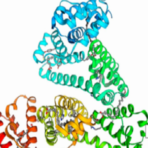 Chlorambucil-BSA，苯丁酸氮芥-牛血清白蛋白偶联物