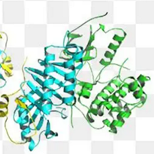 DON-OVA，DON-OVA Conjugate，呕吐毒素-鸡卵清白蛋白偶联物