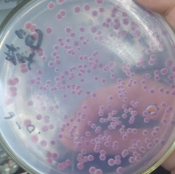 Tropicibacter Multivorans 