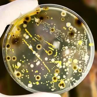 Tropicibacter Multivorans 