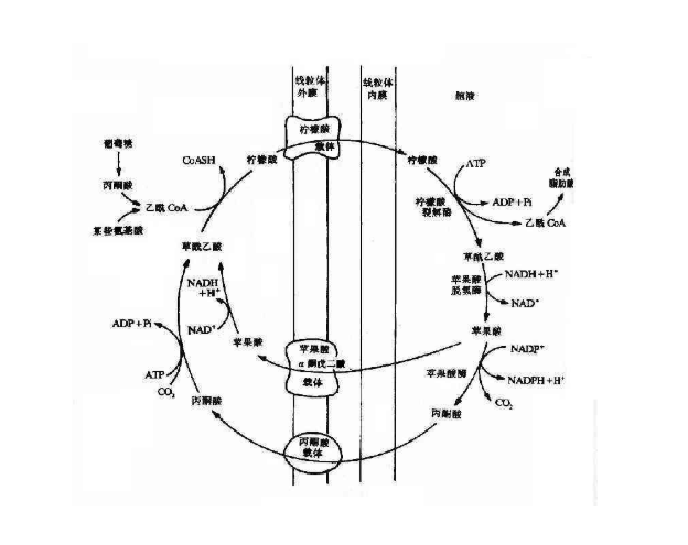 丙酮酸激酶 pyruvate kinase