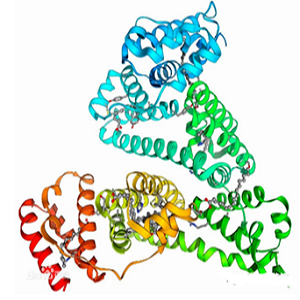 Vitmin B12-OVA Congjugate，维生素B12-鸡卵清白蛋白偶联物