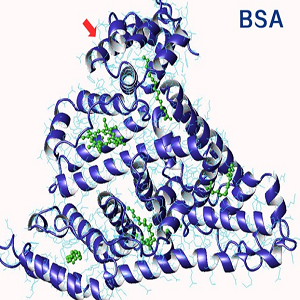 Gentamycin-BSA Conjugate，庆大霉素-牛血清白蛋白偶联物
