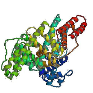 Thiamine OVA Conjugate，硫胺素-鸡卵清白蛋白偶联物