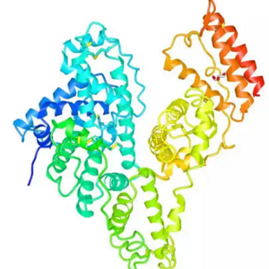 Salbutamol-OVA Conjugate，沙丁胺醇-鸡卵清白蛋白偶联物