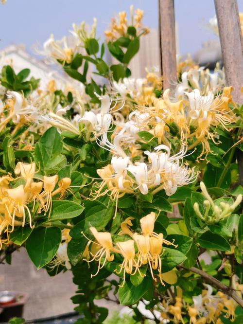 金银花提取物     金银花绿原酸