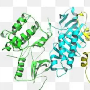 Fumonisin B1-OVA Conjugate，伏马毒素B1-鸡卵清白蛋白偶联物