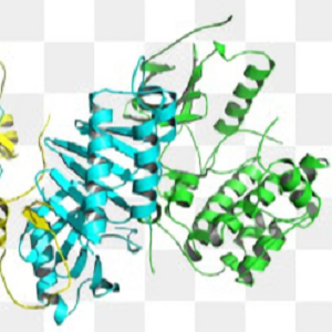 Fumonisin B1-BSA Conjugate，伏马毒素B1-牛血清白蛋白偶联物