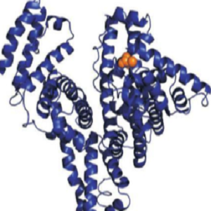 Chlorogenic Acid-HSA Conjugate，绿原酸-人血清白蛋白偶联物