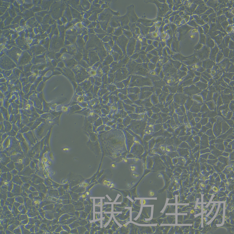 BNLCL.2细胞（小鼠胚胎肝细胞）LM8C0037