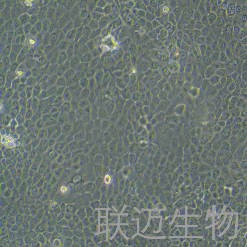 BxPC-3细胞（原位胰腺腺癌细胞STR鉴定正确）LM8C0042