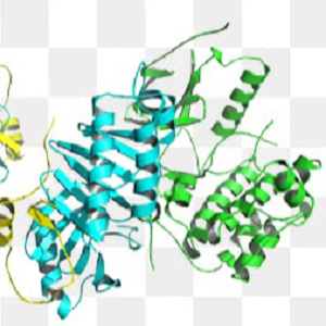 OVA-Retinoic acid Hapten，鸡卵清蛋白-维甲酸偶联物