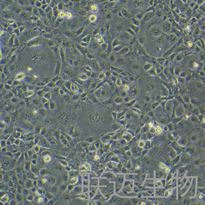 COS-7细胞（非洲绿猴SV40转化的肾细胞）LM8C0069