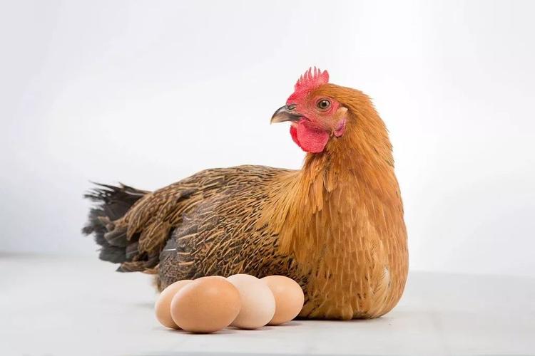 L-Valine，饲料级缬氨酸，25公斤/袋，饲料添加剂营养剂