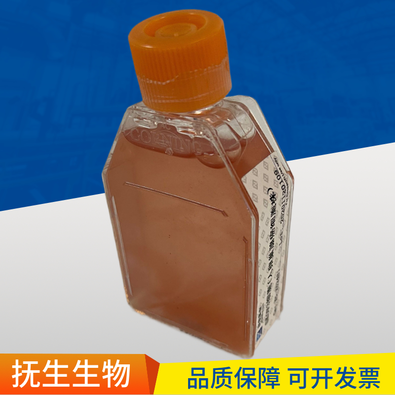 人类甲状腺未分化癌； 8305C (STR)