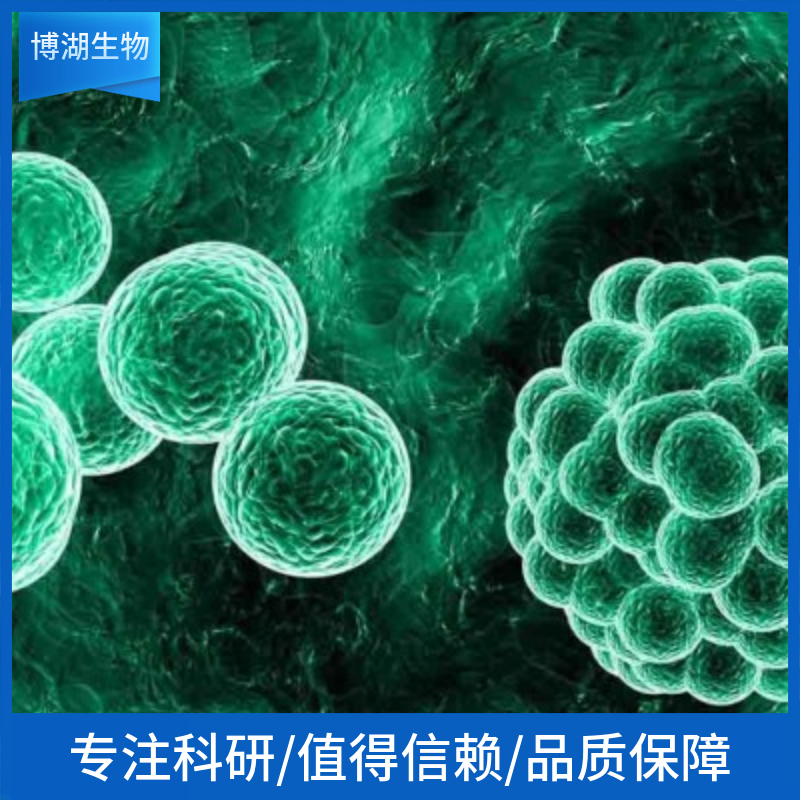 MRK-nu-1人乳腺癌细胞