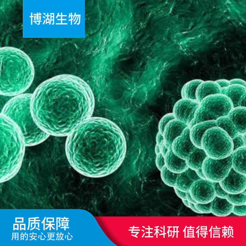 NCI-H1048人小细胞肺癌细胞