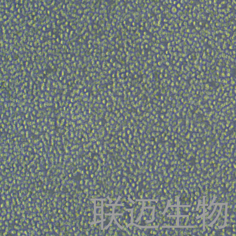 P815细胞（小鼠肥大细胞瘤细胞种属鉴定正确）LM8C0182