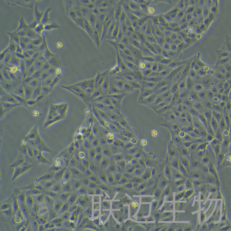 PK-15细胞（猪肾细胞）LM8C0187