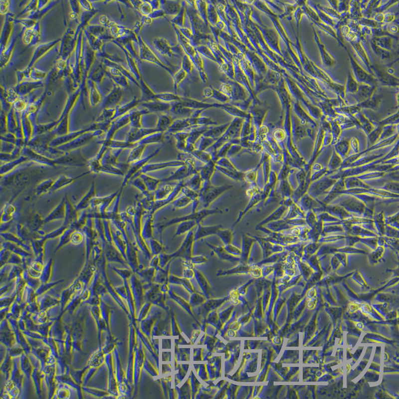 NIH/3T3细胞（小鼠胚胎细胞种属鉴定正确）LM8C0171