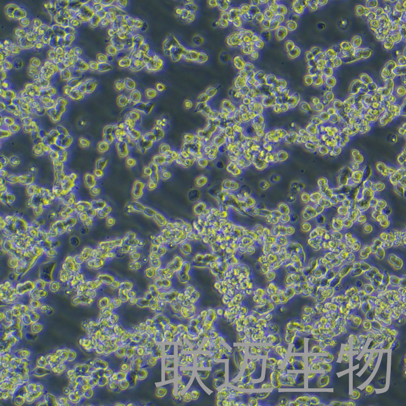 LoVo细胞（结肠癌细胞STR鉴定正确）LM8C0144