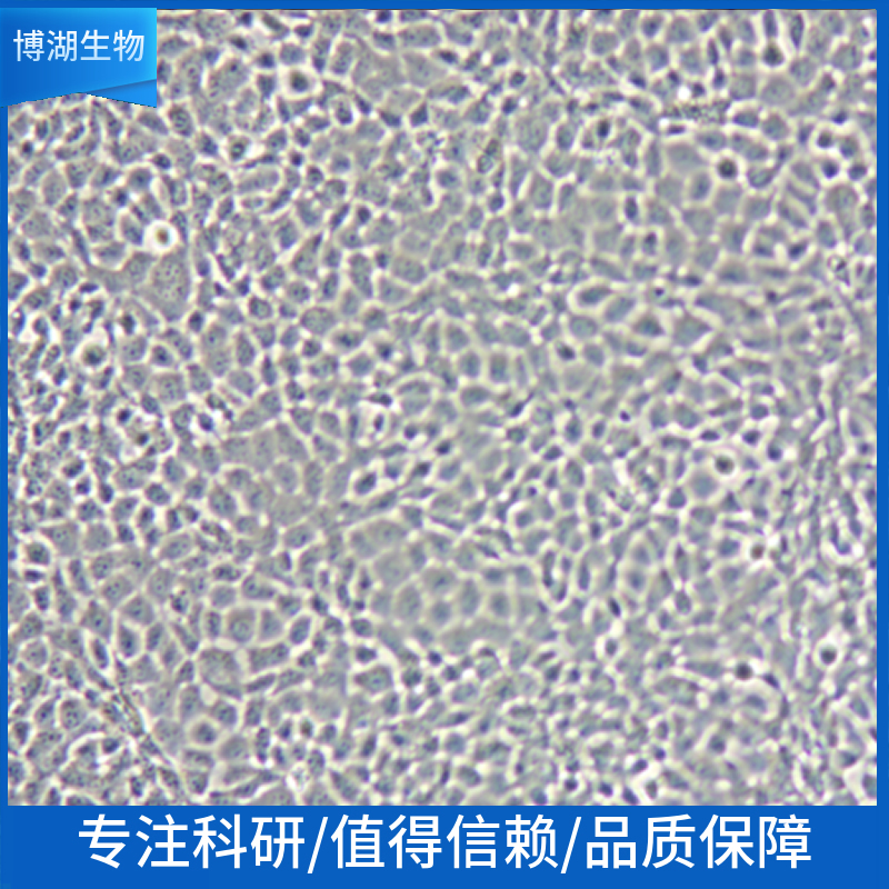 Hs 695T人黑素瘤细胞