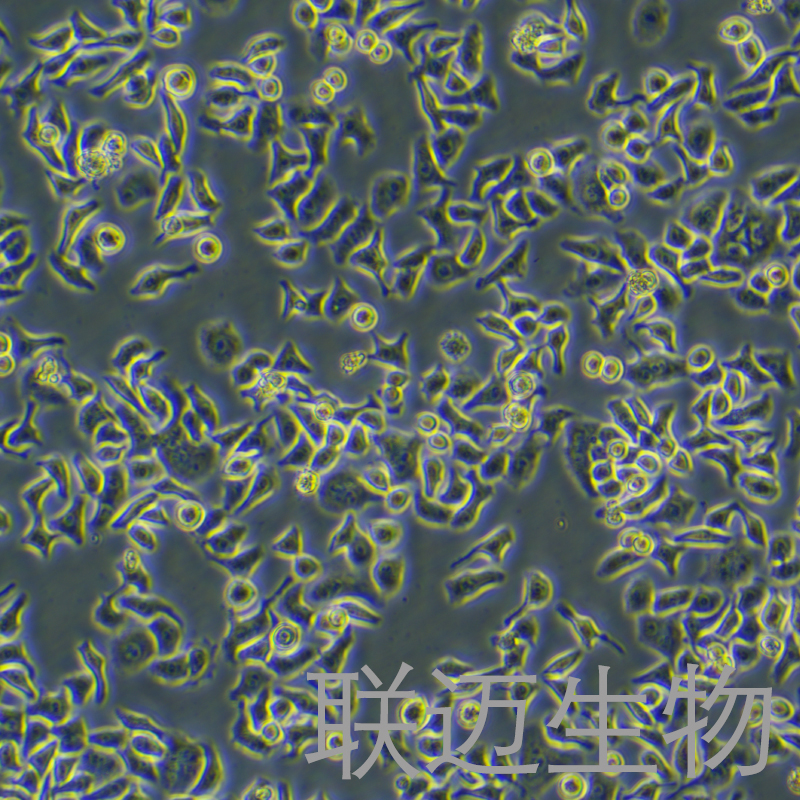 HCCLM3细胞（高转移肝癌细胞）LM8C0278