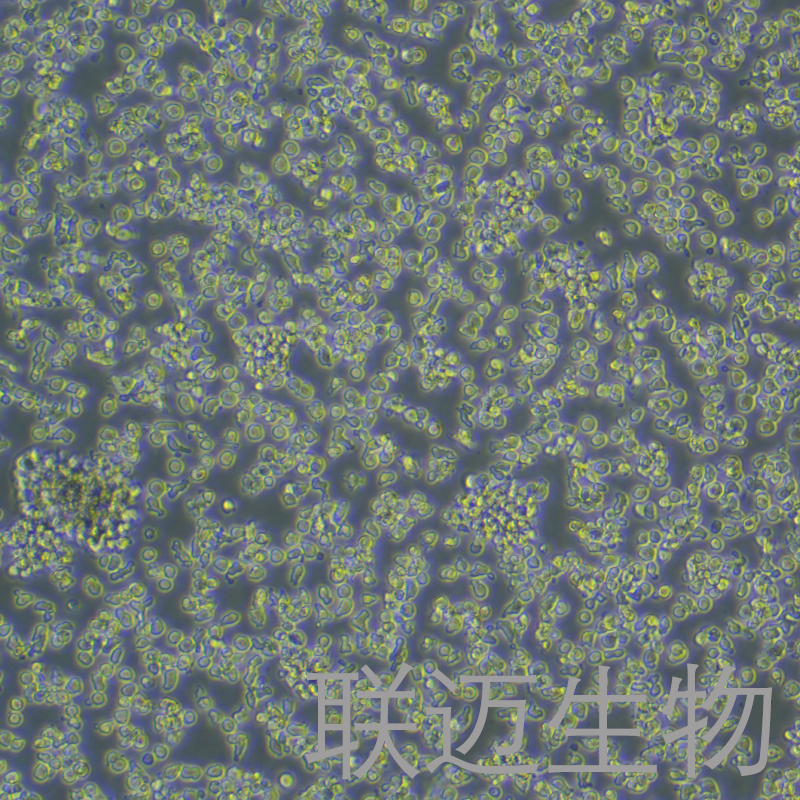YAC-1细胞（小鼠淋巴瘤细胞）LM8C0246