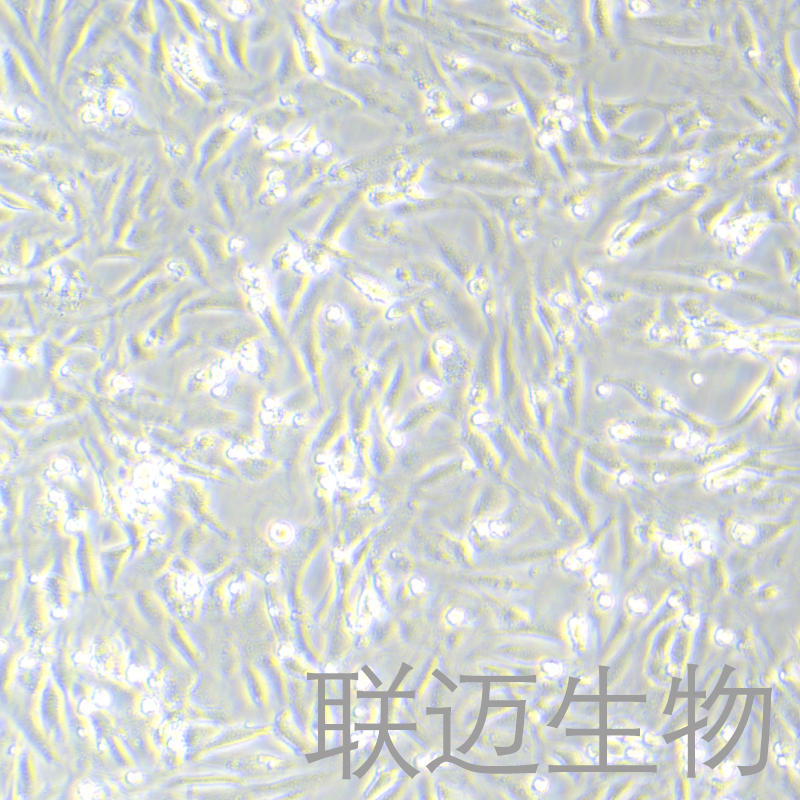 MC3T3-E1Subclone24细胞（小鼠胚胎成骨细胞前体细胞）LM8C0251