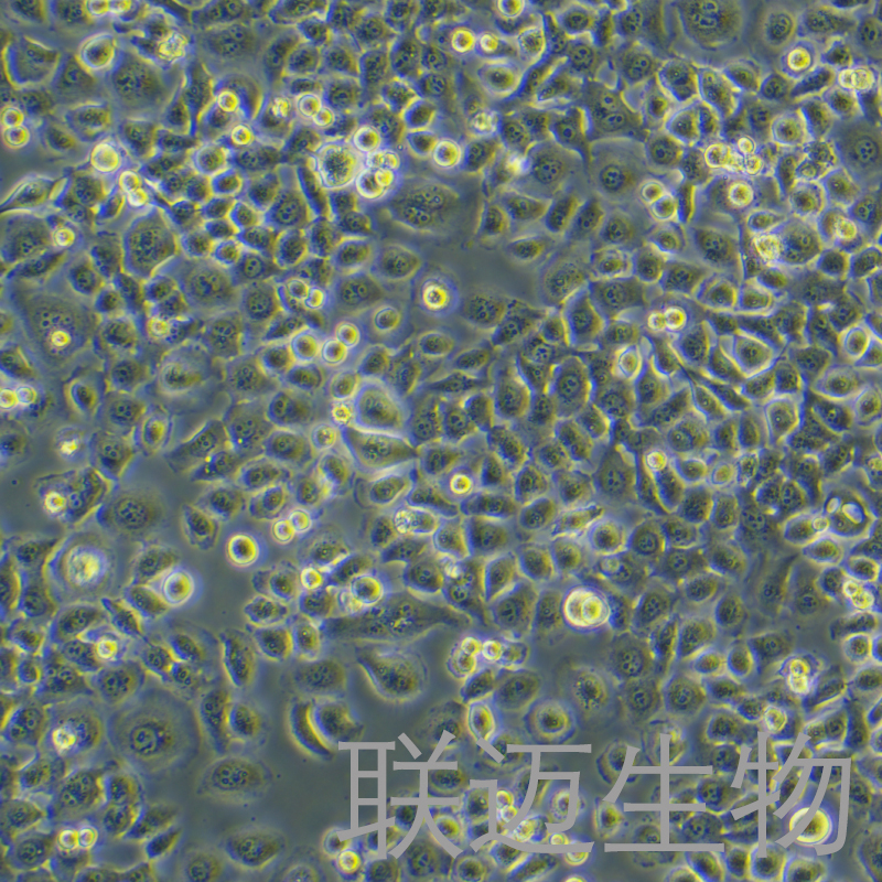 SGC-7901细胞（胃癌细胞）LM8C0206
