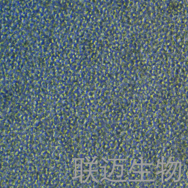 E.G7-OVA细胞（小鼠T淋巴瘤细胞）LM8C0333