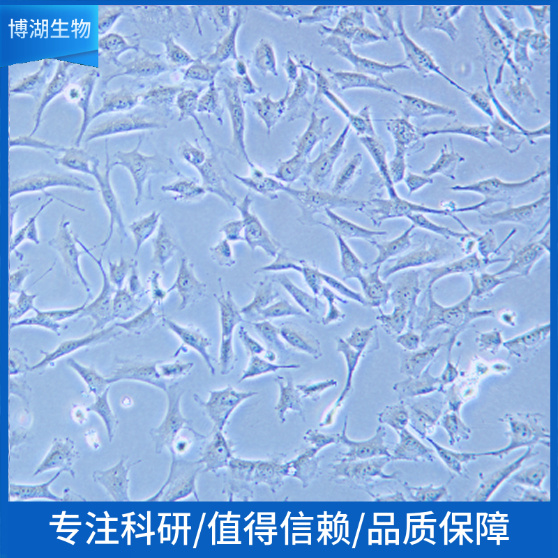 NCI-H345人小细胞肺癌细胞