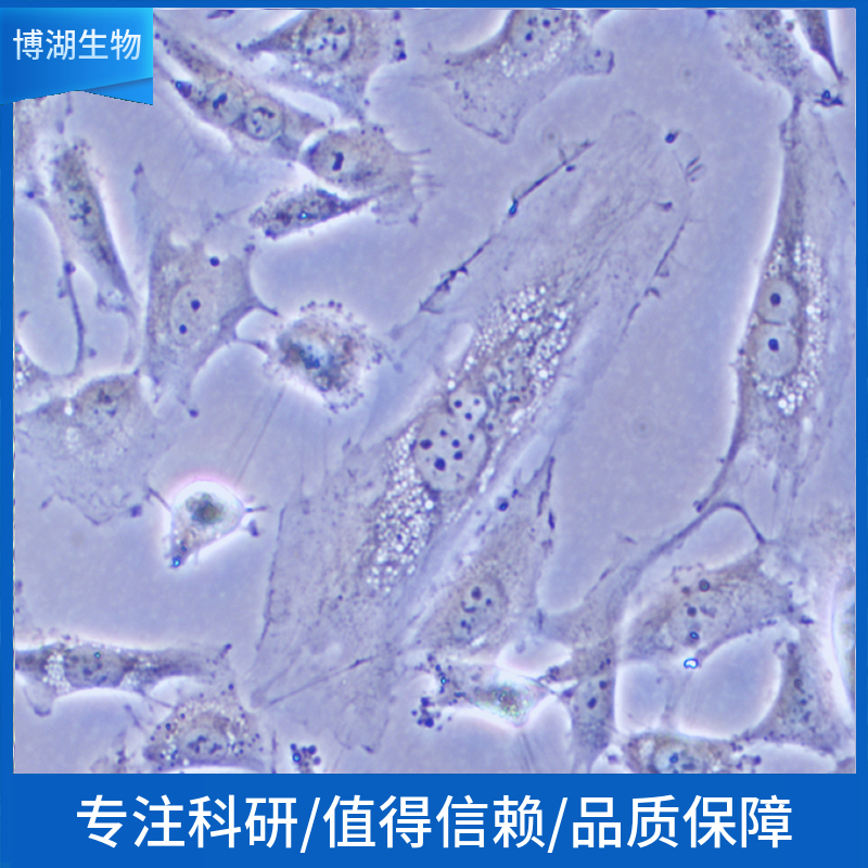 NCI-H2405人非小细胞肺癌细胞