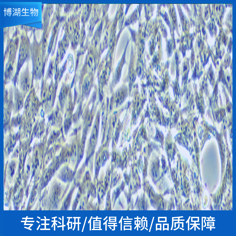 NCI-H2291人非小细胞肺癌细胞