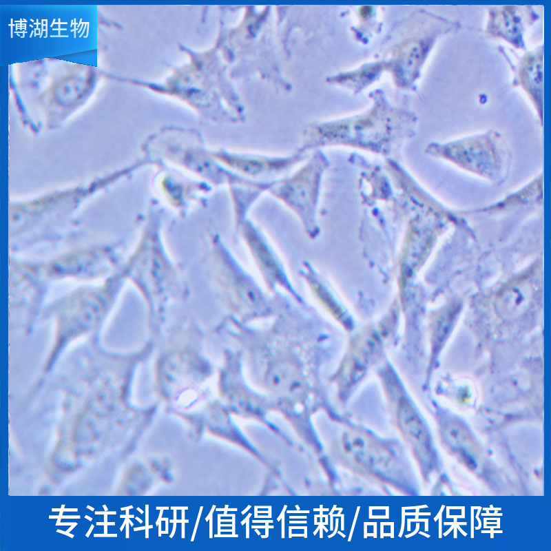 NCI-H2291人非小细胞肺癌细胞