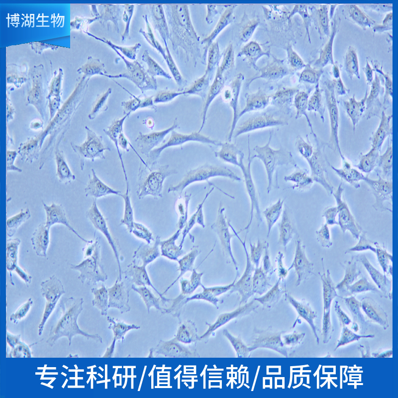 NCI-H1573人非小细胞肺癌细胞