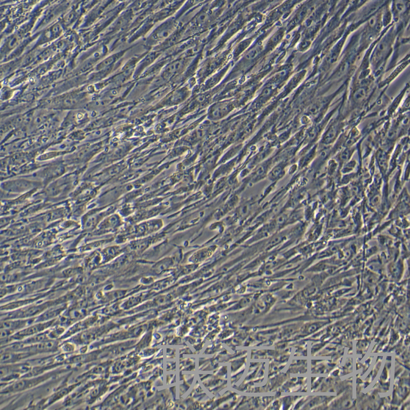 HFF-1细胞（包皮成纤维细胞）LM8C0352