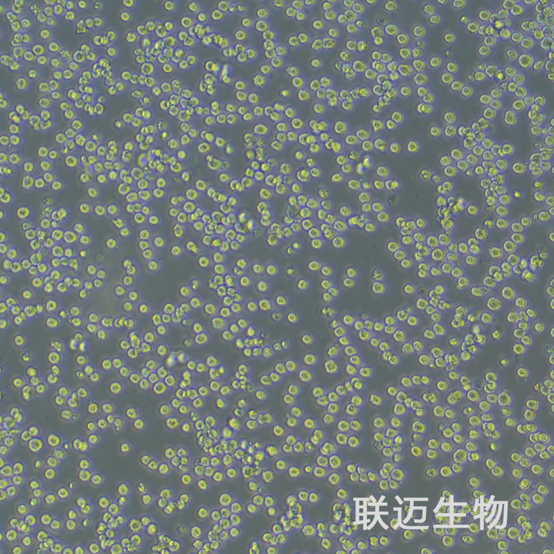 MPC-11细胞（小鼠浆细胞瘤）LM8C0386