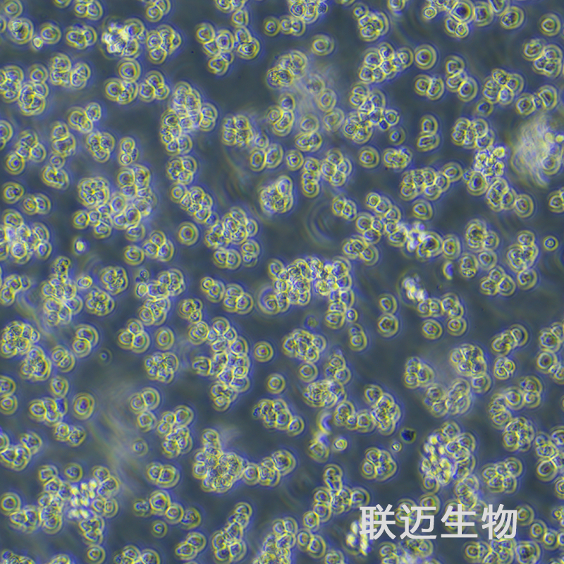 Sp2/0-Ag14[SP2/0]细胞（小鼠骨髓瘤细胞）LM8C0445