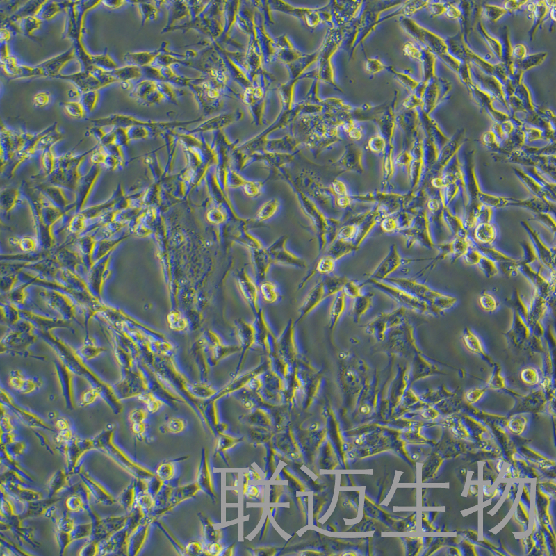 TM4细胞（正常小鼠睾丸Sertoli细胞）LM8C0456