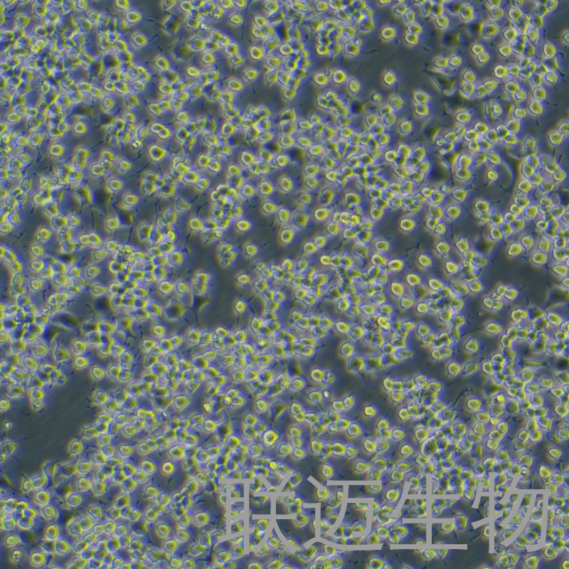 RIN-m5F细胞（大鼠胰岛β细胞瘤细胞）LM8C0423