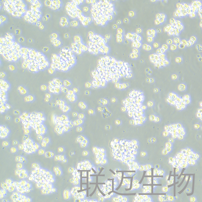 B95-8细胞（绒猴EB病毒转化的白细胞）LM8C0476