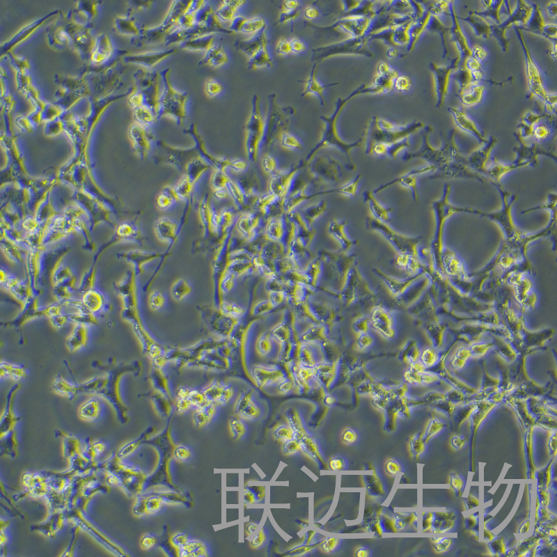 PC-12 (低分化)细胞（大鼠肾上腺嗜铬细胞瘤细胞-低分化）LM8C0480