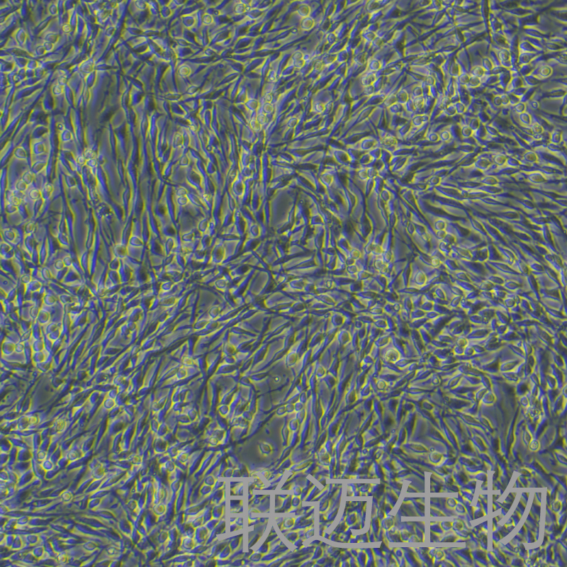 PC-12 (高分化)细胞（大鼠肾上腺嗜铬细胞瘤细胞-高分化）LM8C0481