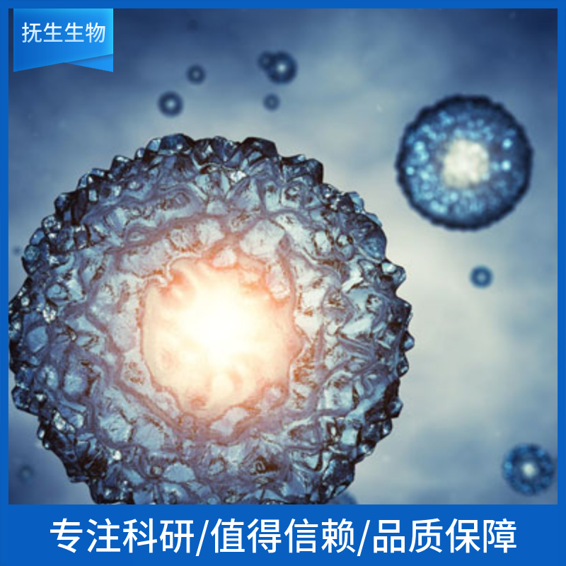 人胚肺成纤维细胞；IMR-90